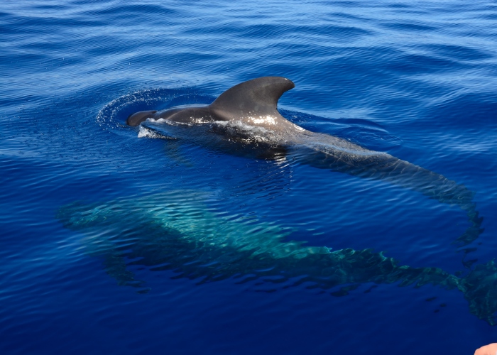 Avistamiento de ballenas y delfines + snorkel con tortugas en el sur de Tenerife