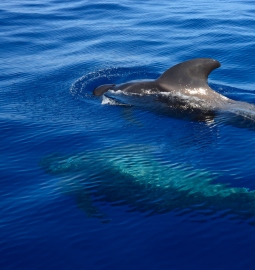 Avistamiento de ballenas y delfines en el sur de Tenerife