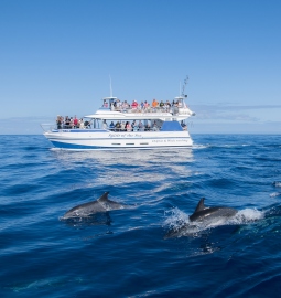 Avistamiento de Cetáceos en el Sur de Gran Canaria