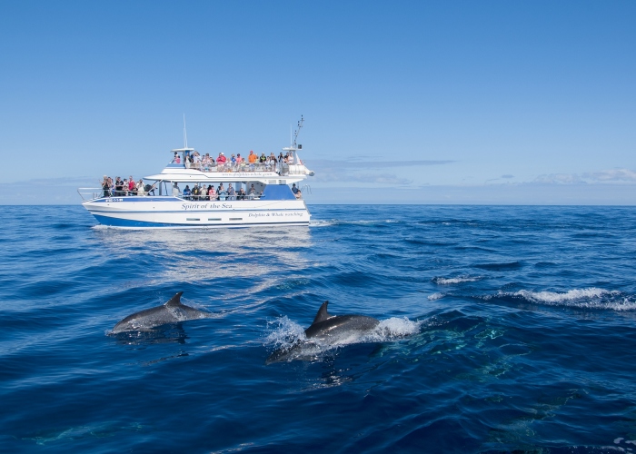 Avistamiento de Cetáceos en el Sur de Gran Canaria