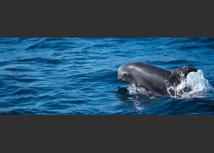 Cetacean Package in Lobos Island
