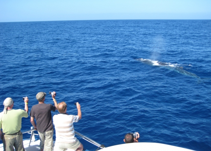 Cetacean Sighting in the South of Garn Canaria