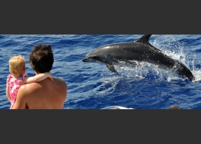 Cetacean Sighting in the South of Garn Canaria