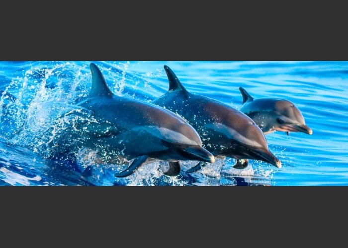 Combo Cetáceos en Isla de Lobos