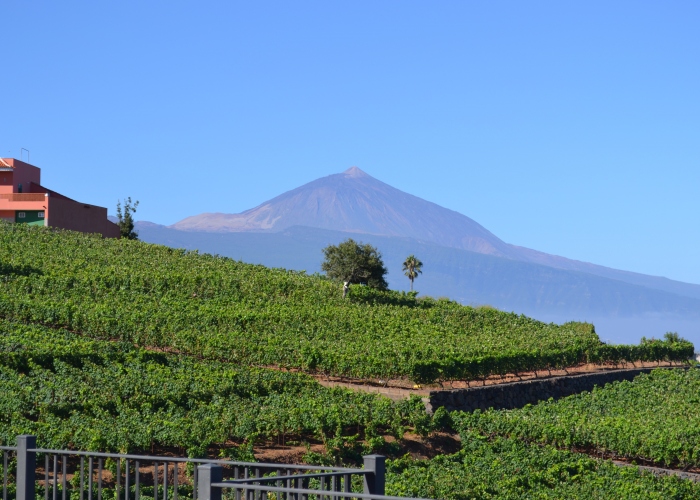  Descubre los viñedos escondidos del norte de Tenerife con este Tour 