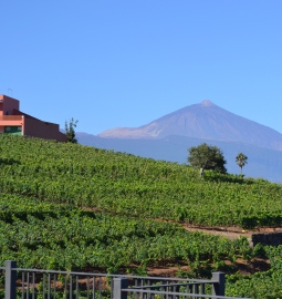  Descubre los vinos de Tenerife 