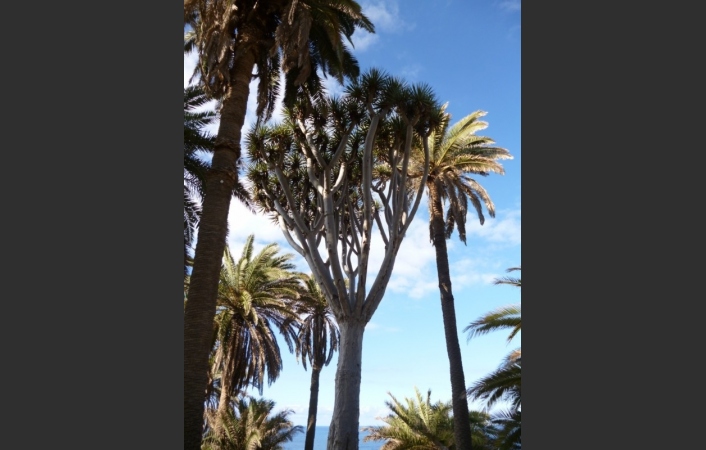 Descubriendo la Cultura del Norte Verde de Tenerife: Un Tour Guiado y Personalizado