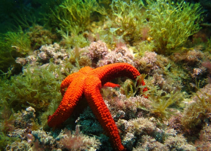 Discover Scuba Diving in Alicante