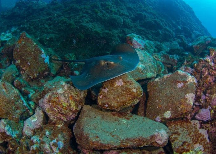 Double shore dive with equipment in Gran Canaria