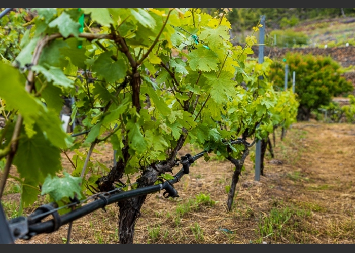 Ecological vineyard tour in the mountains, with wine tasting and local tapas
