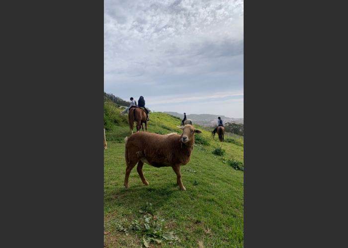 Enjoy a day on a horse riding club with stunning views in the north of Tenerife