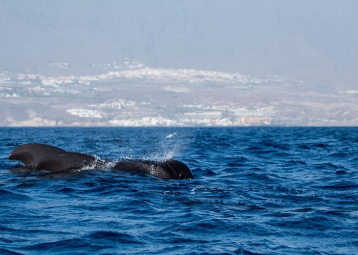  Enjoy the sky and the sea on this Teide and dolphin tour