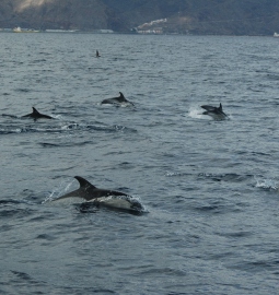 Excursion en Velero con Avistamiento de Ballenas y Delfines en Los Gigantes