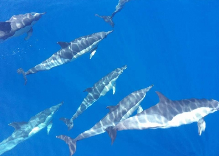 Excursion en Velero con Avistamiento de Ballenas y Delfines en Los Gigantes