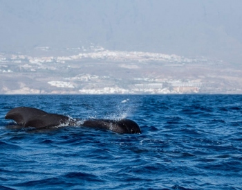 
Experience the Majestic Sea and Sky on a Teide and Dolphin Tour.