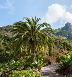 Explore La Gomera in a Day Trip from Tenerife