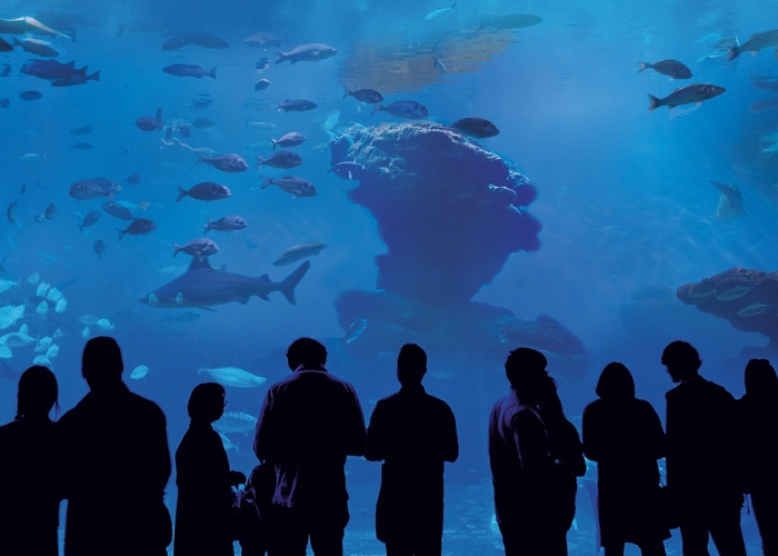 Explore the underwater wonders at the Mallorca Aquarium