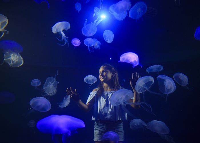 Explore the underwater wonders at the Mallorca Aquarium