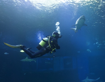 Exploring the Depths: A Dive with Sharks in Mallorca

Are you looking for an adrenaline-pumping adventure? Something to awaken your senses and give you a story to tell? Then why not add shark diving in Mallorca to your bucket list?

Located in the crystal