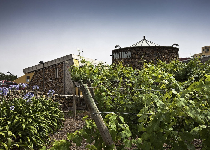 Guided tour to a vineyard and winery, with wine tasting in the north of Tenerife