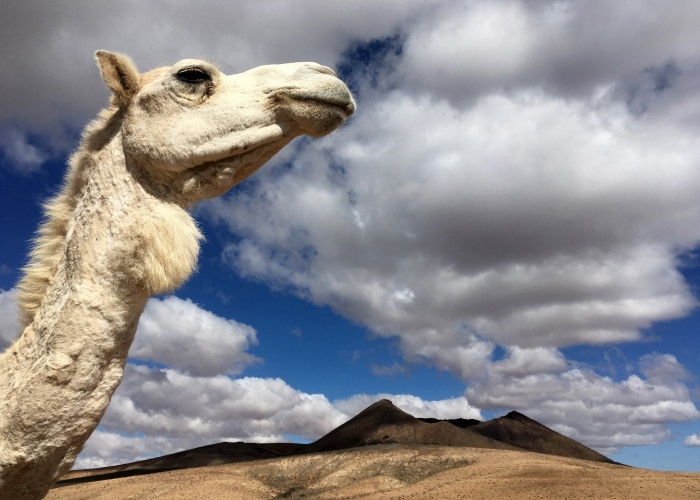 Hike up a volcano and visit a goat farm on Fuerteventura