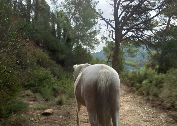 Horseback Ground Trail in Collserola Natural Park