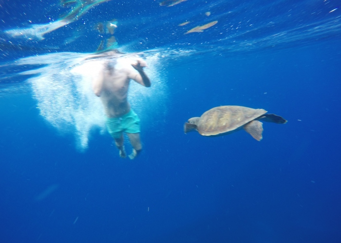 Kayak y Snorkel por Costa Volcánica con Delfines y Tortugas