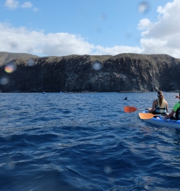 Kayaking and Snorkeling along a Volcanic Coast with Dolphins and Turtles
