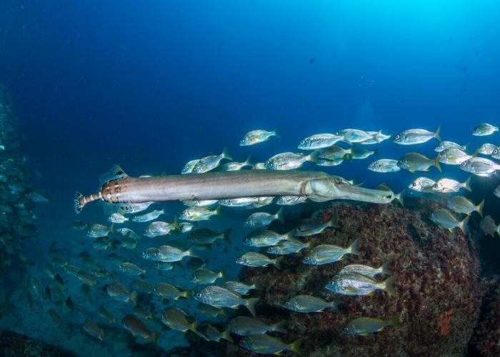 Package of 10 shore dives in Gran Canaria