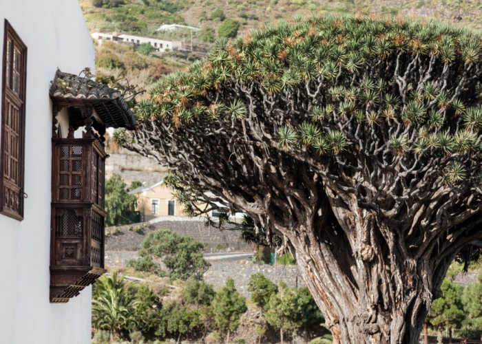 Personalized guided tour to explore the culture of the green north of Tenerife