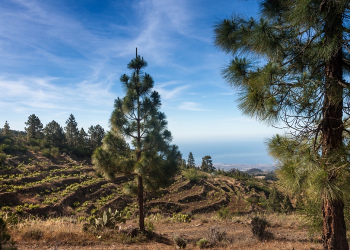 Private Teide tour with winery visit and wine tasting