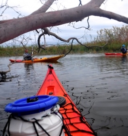 Ruta Guiada en Kayak por Delta