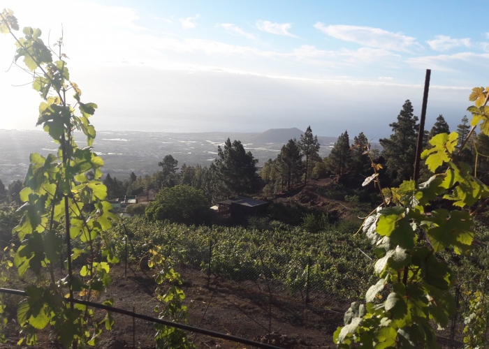 Ruta por viñedo ecológico de montaña y cata de vinos ecológicos con tapas canarias