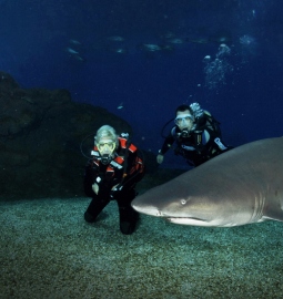 Shark Diving in Mallorca