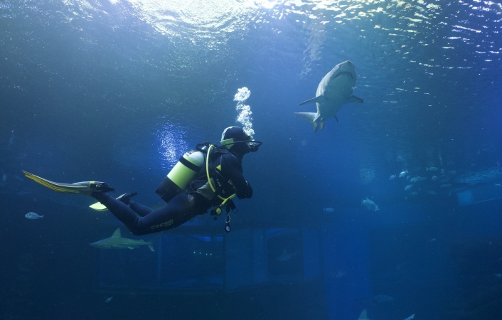 Sumérgete en una Aventura de Buceo con Tiburones en Mallorca