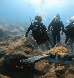 Swim and dive with wild turtles up close in the south of Tenerife