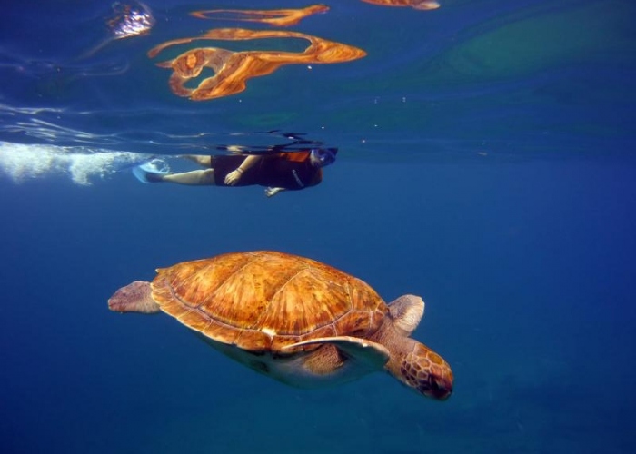 Tour de Snorkeling en Bahia Volcanica con Posibilidad de Avistar Tortugas 