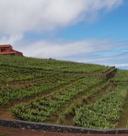 Tour Enogastronómico - descubre la comida y el vino del norte de Tenerife