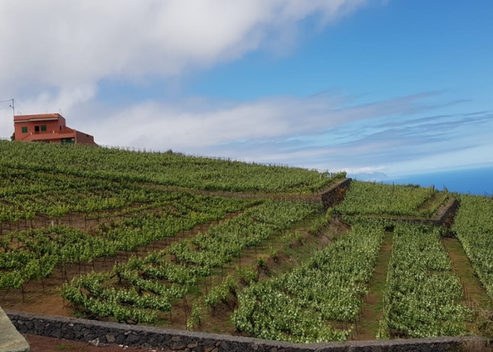 Tour Enogastronómico - descubre la comida y el vino del norte de Tenerife
