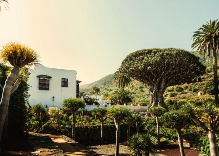 Tour guiado y personalizado para explorar la cultura del norte verde de Tenerife