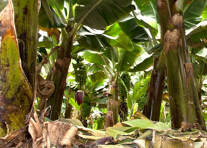 Tour of a Banana plantation with sampling of local delicacies