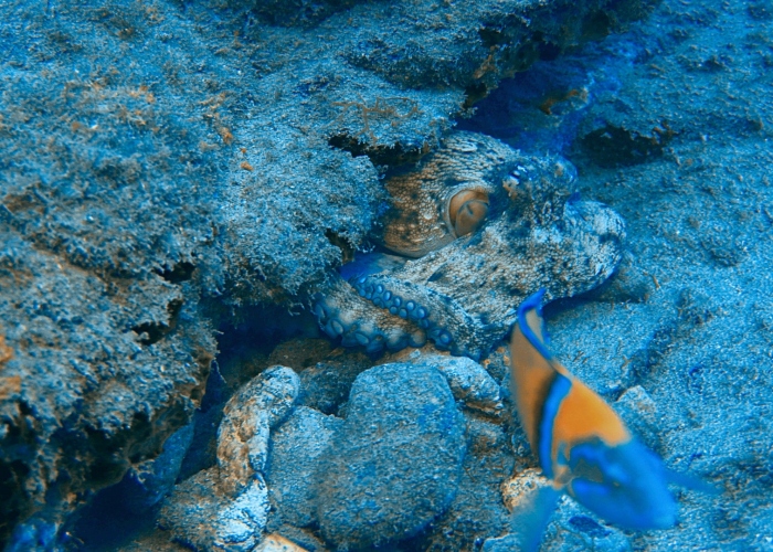 Try Scuba diving for beginners in the south of Tenerife