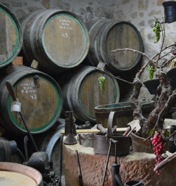 Vineyard and Winery-Museum Visit