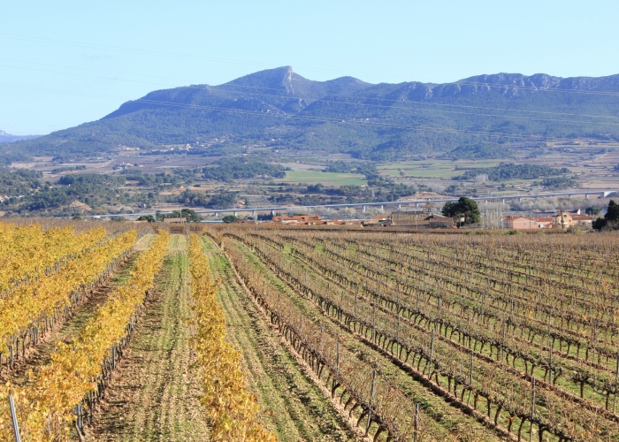 Vineyard Stroll and Wine Tasting Experience in Tarragona