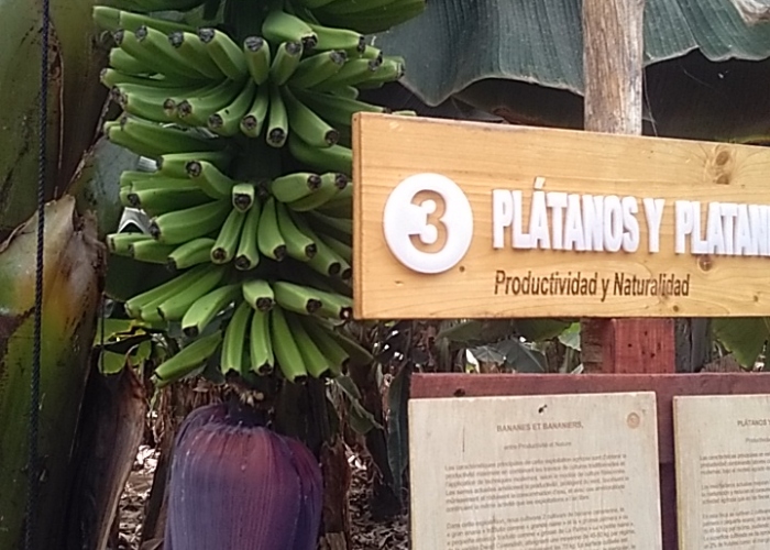 Visita a una finca de plátanos con degustación de productos locales