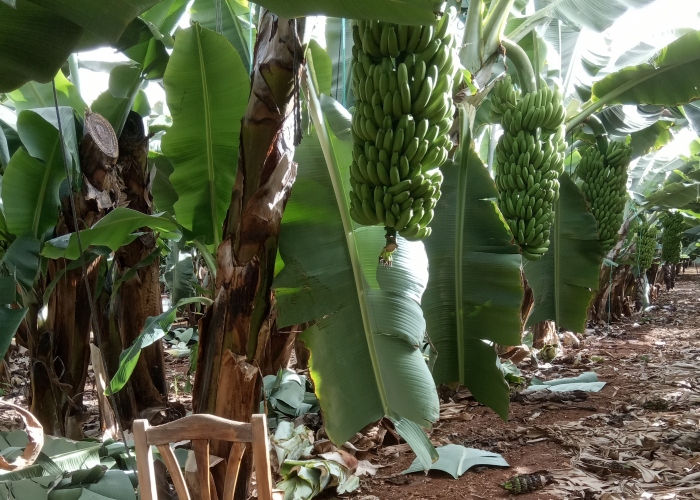 Visita a una finca de plátanos con degustación de productos locales