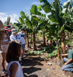 Visita a una finca preciosa de plátanos ecológicos en La Orotova