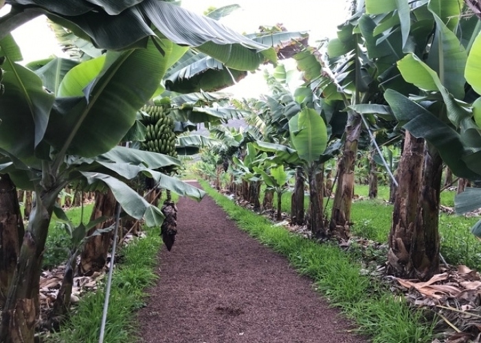 Visita a una finca preciosa de plátanos ecológicos en La Orotova
