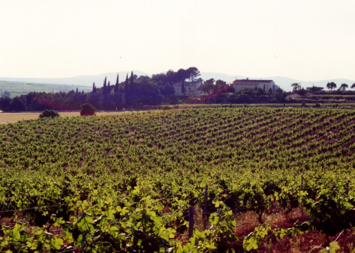 Visita a Viñedo y Bodega con Cata de 3 Vinos y Embutidos