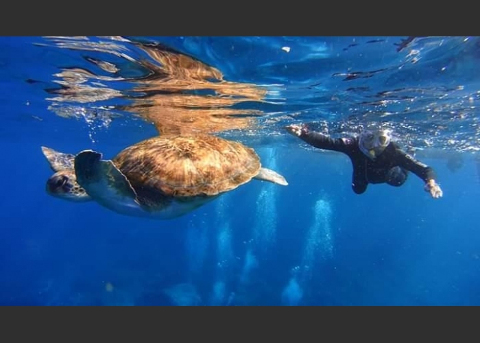 Volcanic Bay Snorkeling Tour with Chance to Spot Turtles